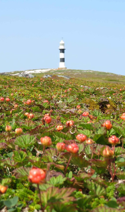 https://battleharbour.com/wp-content/uploads/2024/04/Bakeapple-Picking.jpg